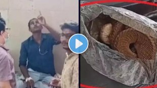 viral video king cobra dies after biting drunkard