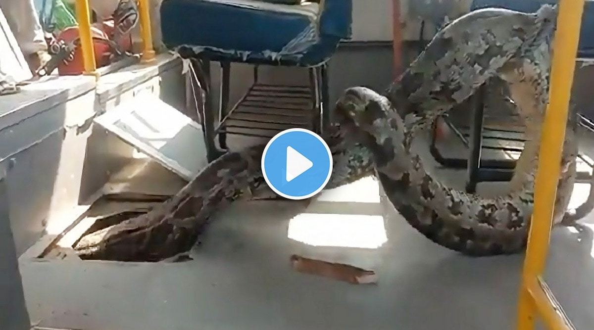 python in school bus