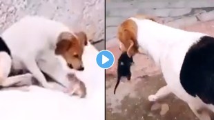 mother dog take care of kittens