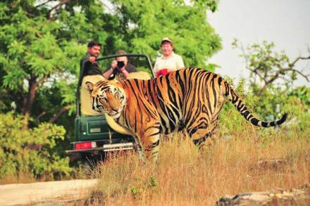 Pench, Bor Tiger Reserve and Umred Karhandla Sanctuary are open for tourists