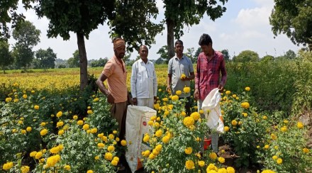 Export of 100 quintals of marigold flowers on the occasion of Dussehra