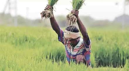 farmer