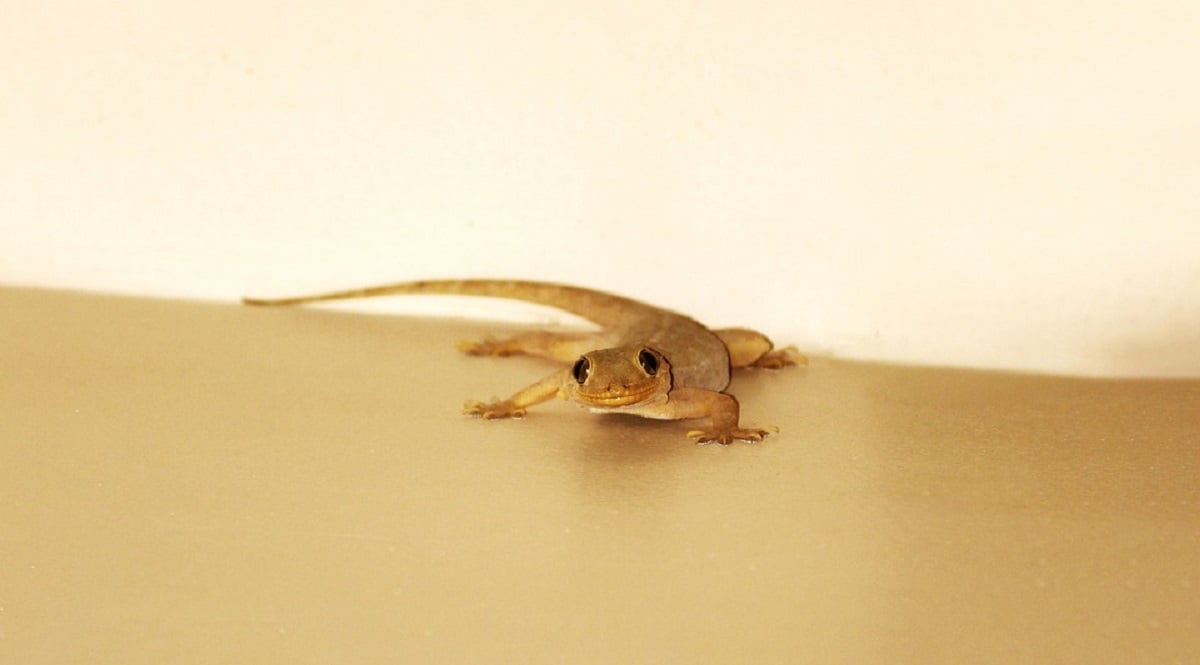 tips to remove lizard from your house