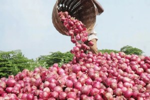 Onion price per quintal has increased by Rs 500