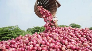 Onion price per quintal has increased by Rs 500