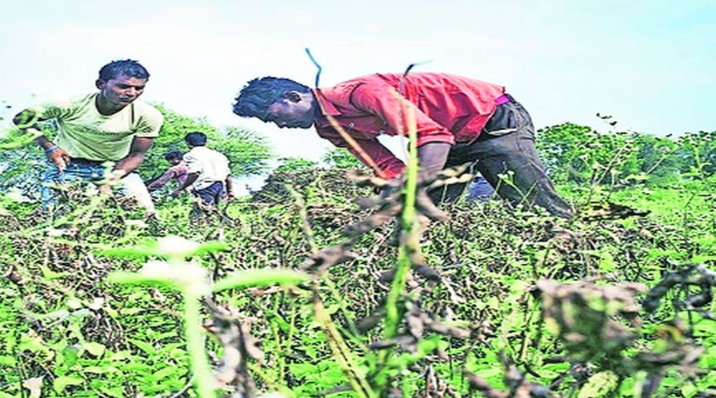 latur farmer