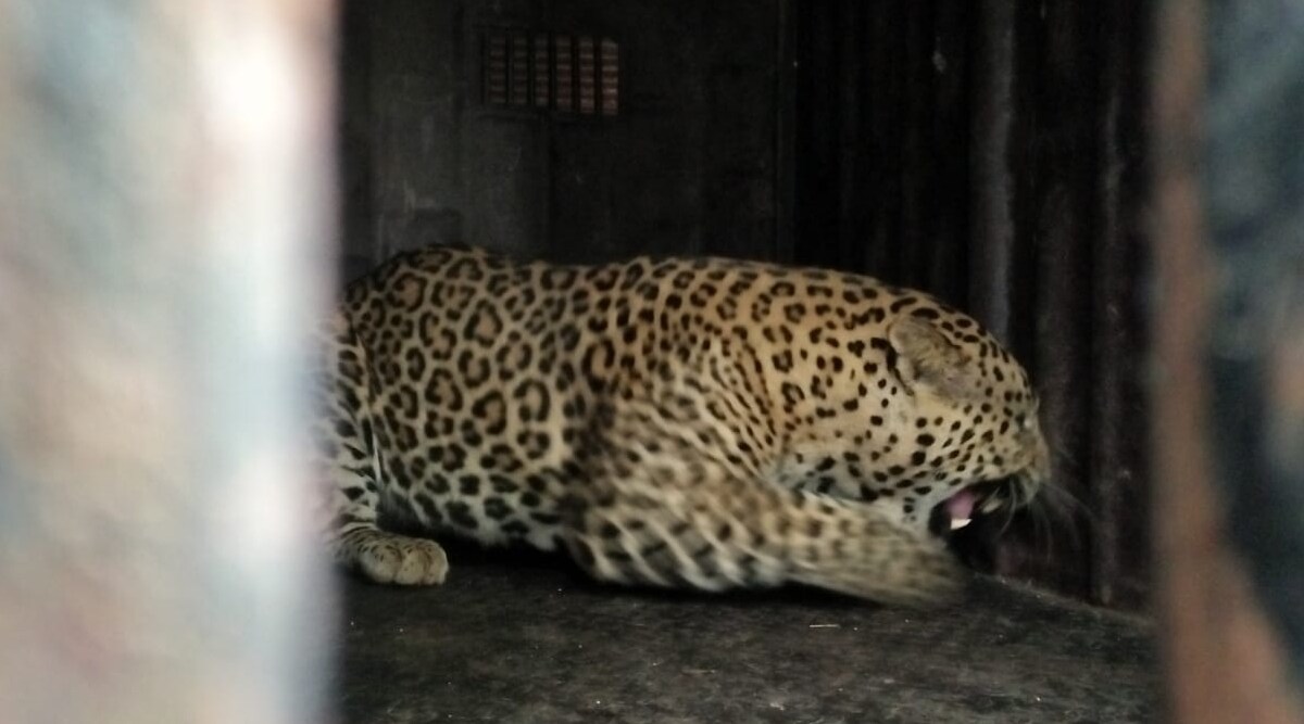 A leopard from Sinnar taluka was caught in a forest department cage
