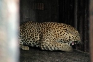 A leopard from Sinnar taluka was caught in a forest department cage
