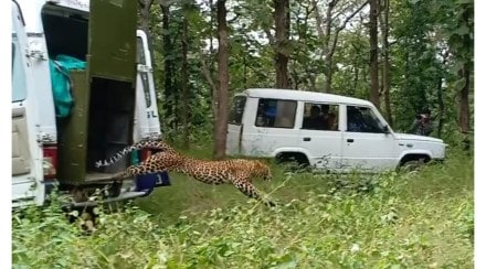 Imprisoned leopard free in natural habitat