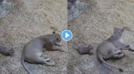 lion cub viral video