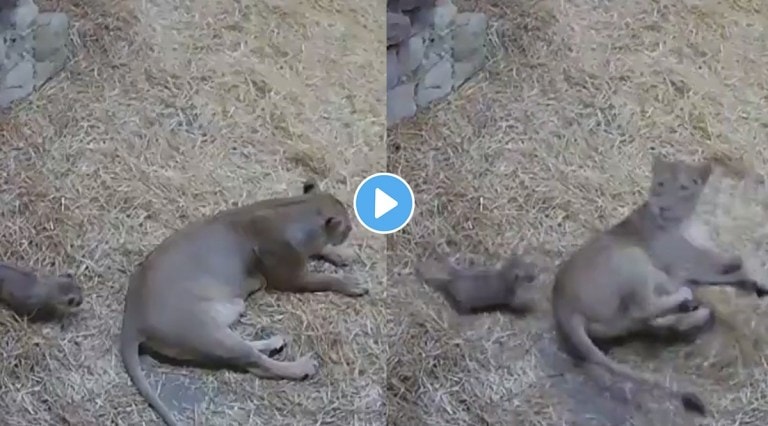 lion cub viral video