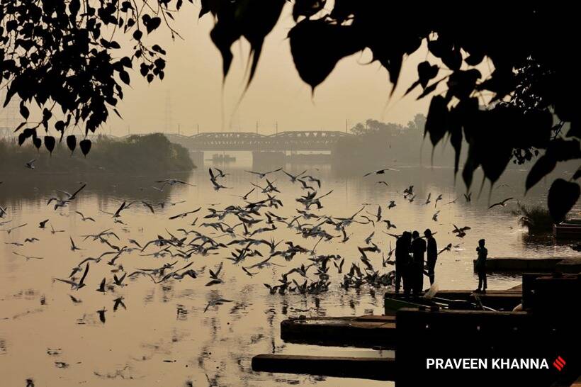या हंगामात दिल्लीकरांना दिवाळीत अत्यंत प्रदुषित हवेचा सामना करावा लागला. या प्रदुषित हवेतच आकाशाकडे झेपावताना पक्षी.(फोटो सौजन्य-प्रवीण खन्ना, एक्स्प्रेस)