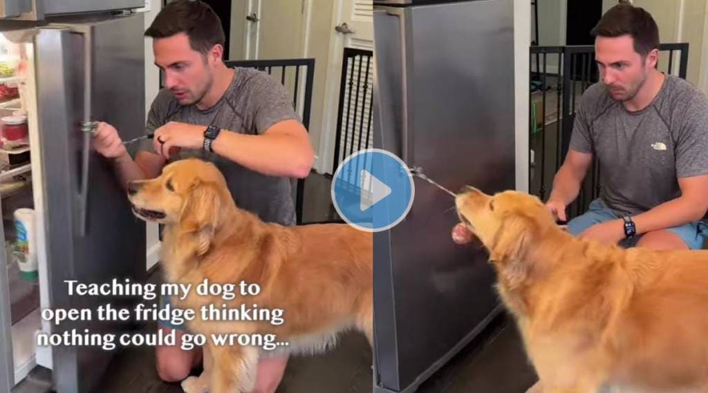 man teaches dog how to open fridge