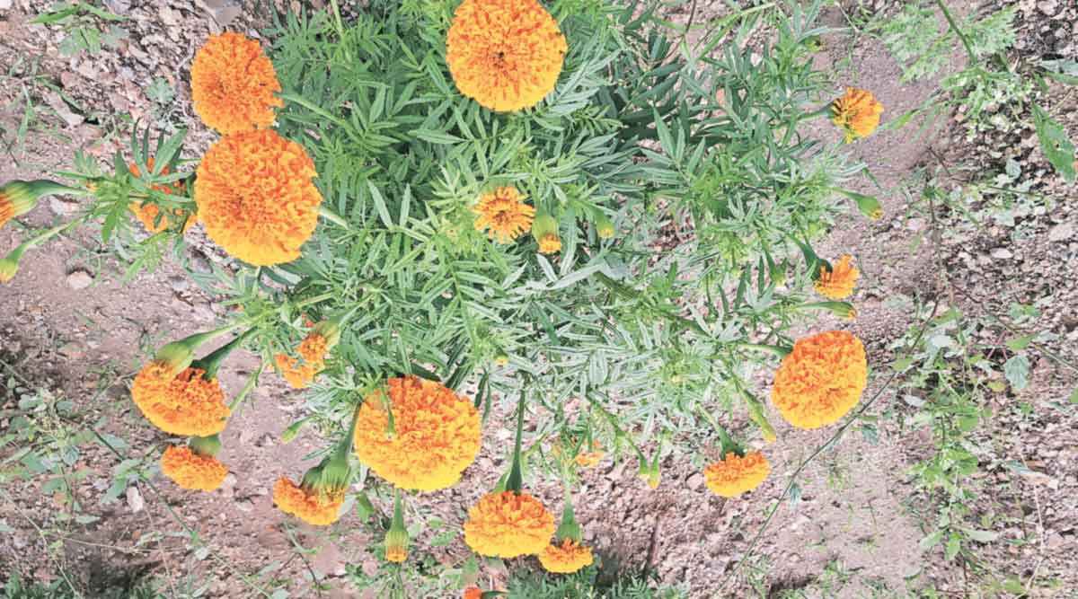 marigold flower price on dussehra