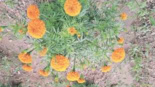 marigold flower price on dussehra