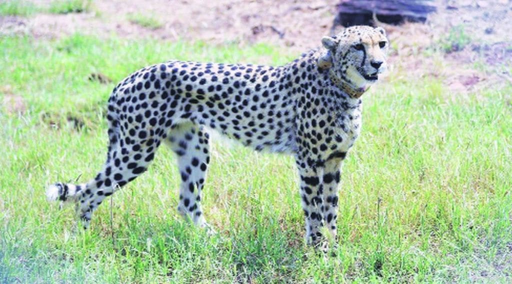 nl cheetah