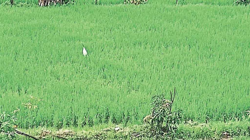 paddy cultivation