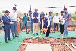 rubber cultivation d y patil agriculture and technical university