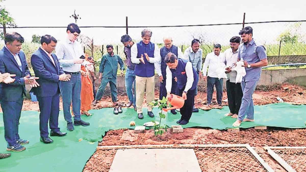 rubber cultivation d y patil agriculture and technical university
