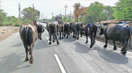 stray cattle affecting train operation