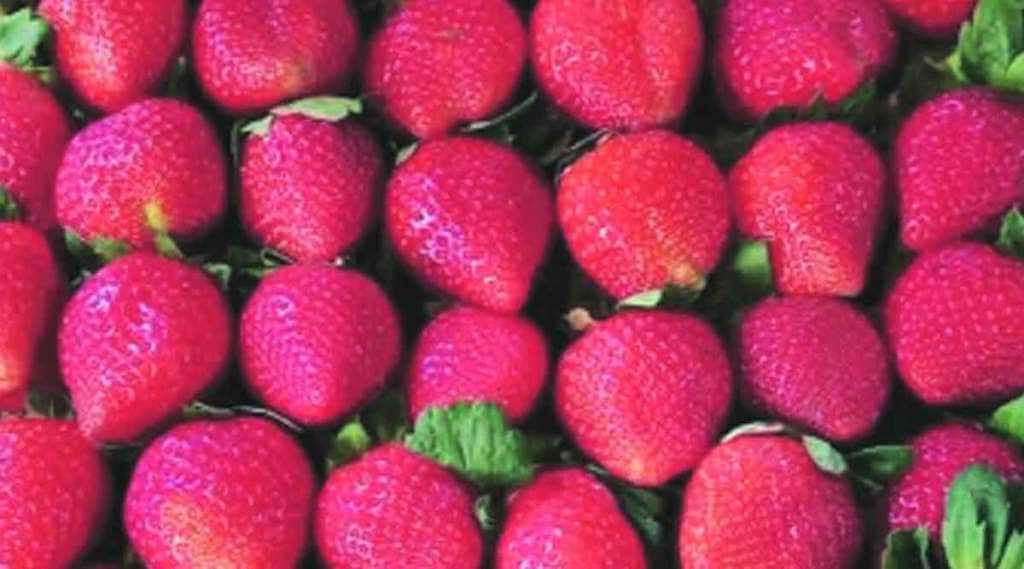 strawberry season delayed for a month