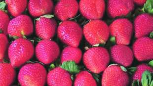strawberry season delayed for a month