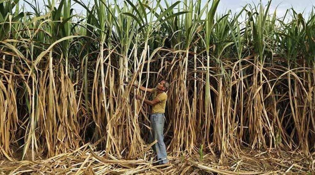 sugarcane farmers agitation against sugar mills