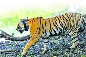 tourism in tiger reserves