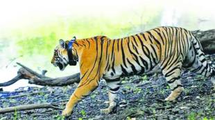 Farmer killed in tiger attack ata undirwade chandrapur