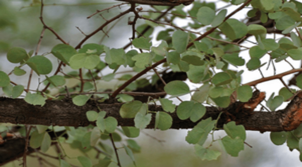 आपटा-Bauhinia-racemosa-