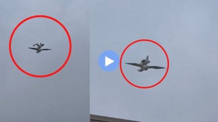 Viral Video seagull bird