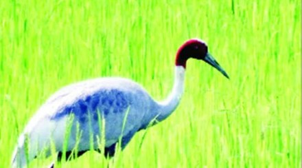 stork bird, pair, Gondia district