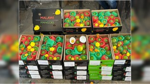 African Malawi alphonso in APMC market