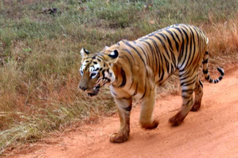 ताडोबात येणाऱ्या पर्यटकांना हमखास वाघाचे दर्शन होतेच.