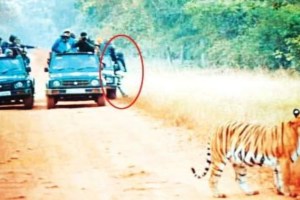 A tourist fell off a gypsy in front of a Maya tigress at Tadoba Andhari Tiger Reserve