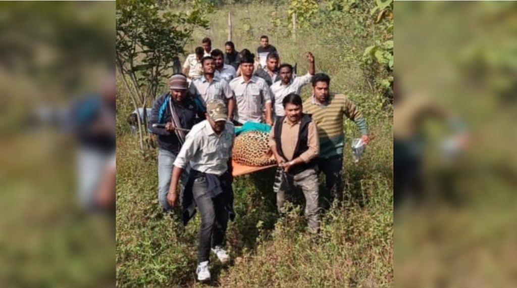 leopards-trapped-in nagpur