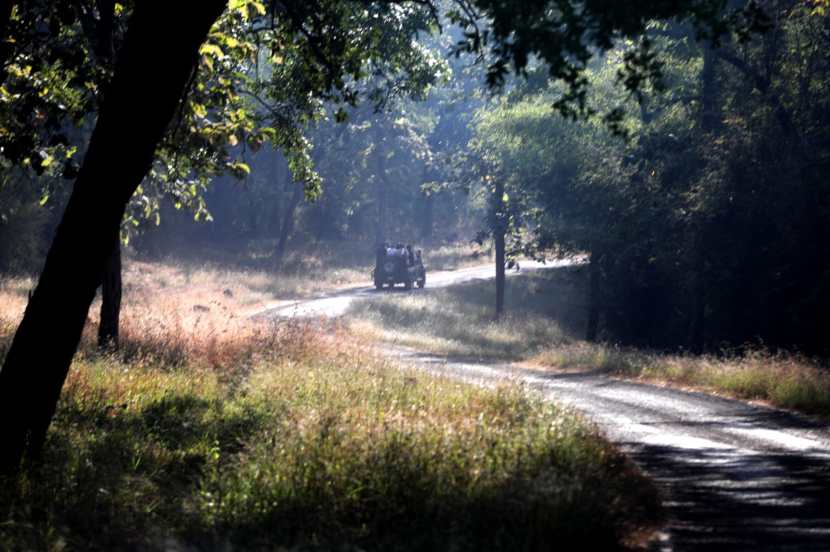 ताडोबातील वाघही पर्यटकांना कधीच निराश करत नाही.