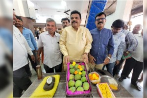 first box of Devgad Hapus has been submitted to APMC