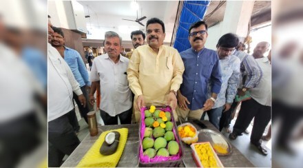 first box of Devgad Hapus has been submitted to APMC