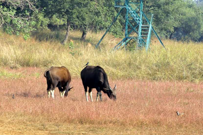 ताडोबा अभयारण्याचे ११६.५५ कि.मी. क्षेत्र व अंधारी अभयारण्याचे ५०८.८५ चौ.कि.मी.क्षेत्र मिळून संयुक्तपणे हा प्रकल्प बनलेला आहे