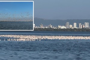 Airoli bay coast exotic flamingo birds