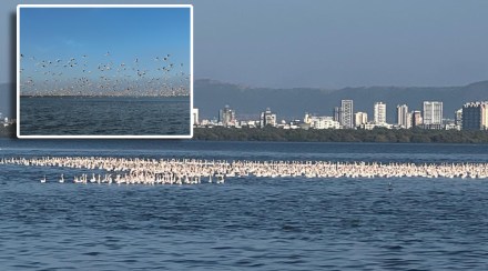 Airoli bay coast exotic flamingo birds