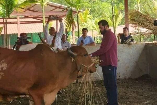 शेतावरील जनावरांना त्यांनी चारा दिला.