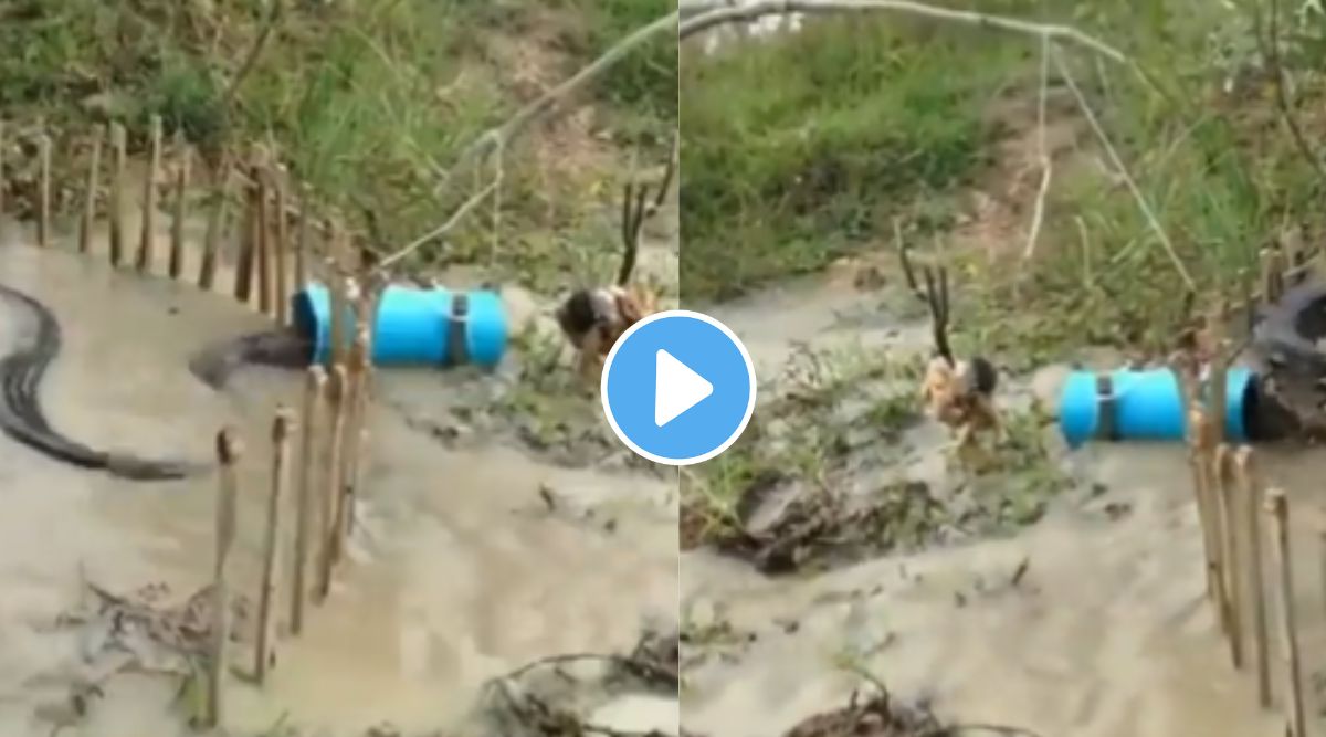 Trending viral video news man Python hunting using chicken