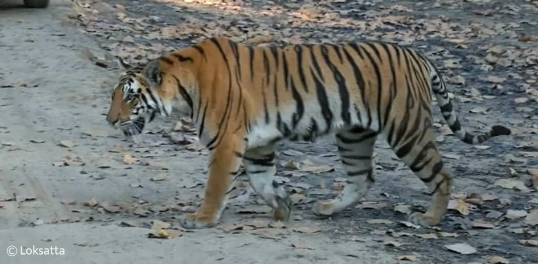 Choti Madhu Tigress Information Photos 