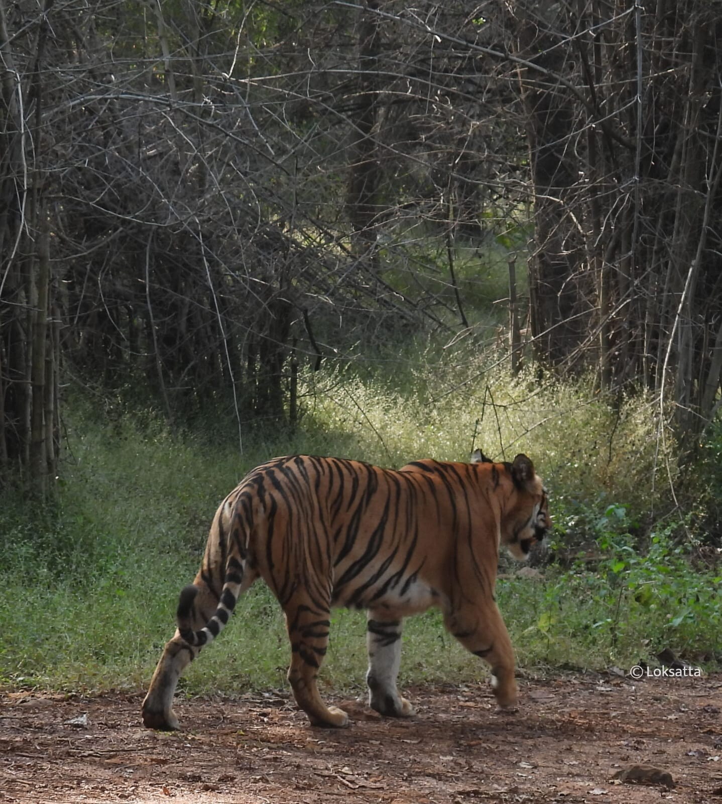 Choti Madhu Tigress Information Photos 