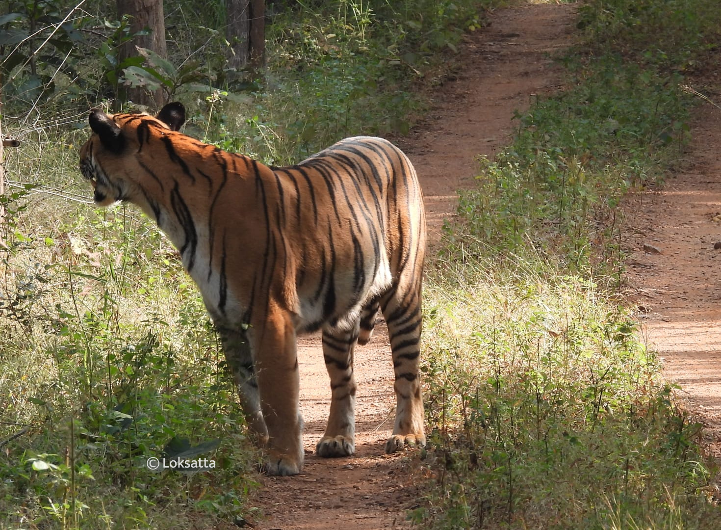 Choti Madhu Tigress Information Photos 