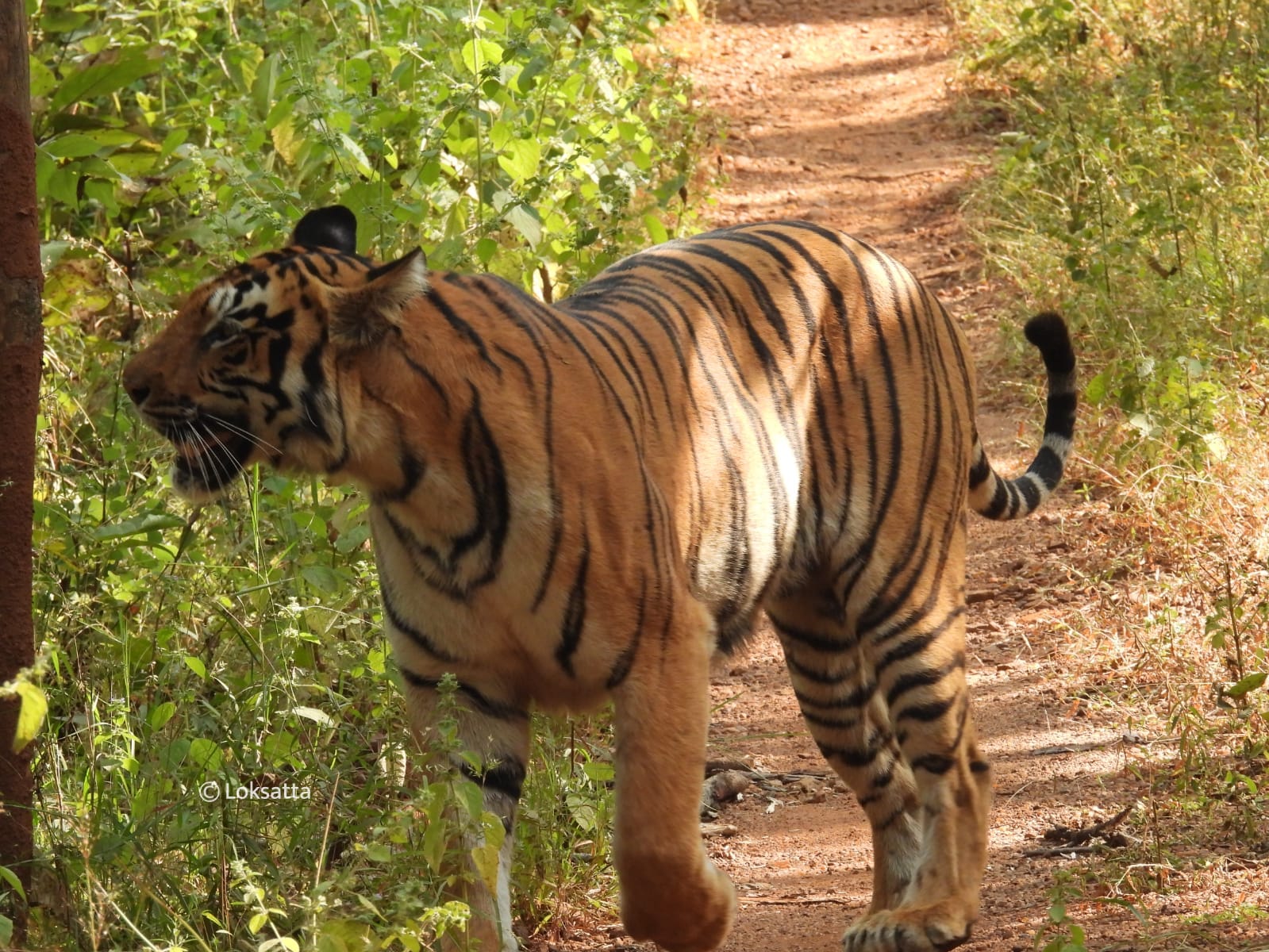 Choti Madhu Tigress Information Photos 