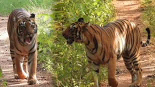 Choti Madhu Tigress Information Photos