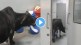 Cow roams freely in madhya pradesh hospital icu ward video goes viral netiznes questions about the